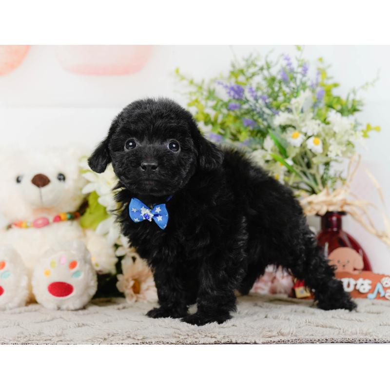 販売中の神奈川県のトイプードル-442053の11枚目