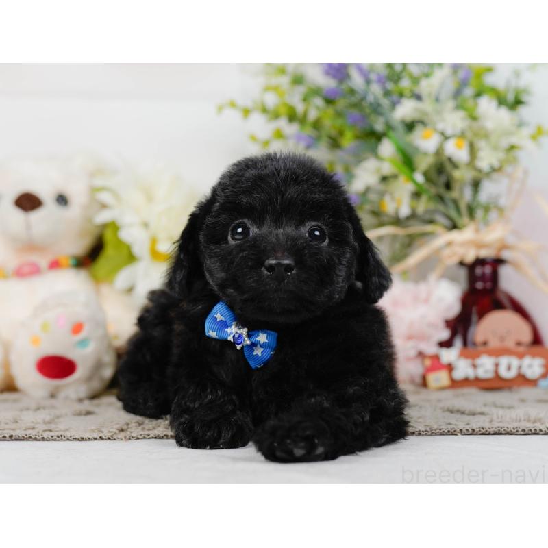 販売中の神奈川県のトイプードル-442053の10枚目