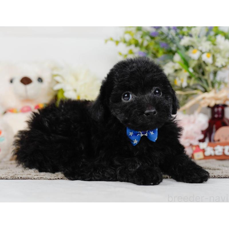 販売中の神奈川県のトイプードル-442053の9枚目