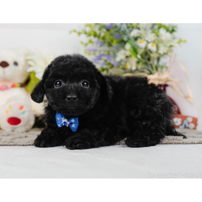 販売中の神奈川県のトイプードル-442053の8枚目