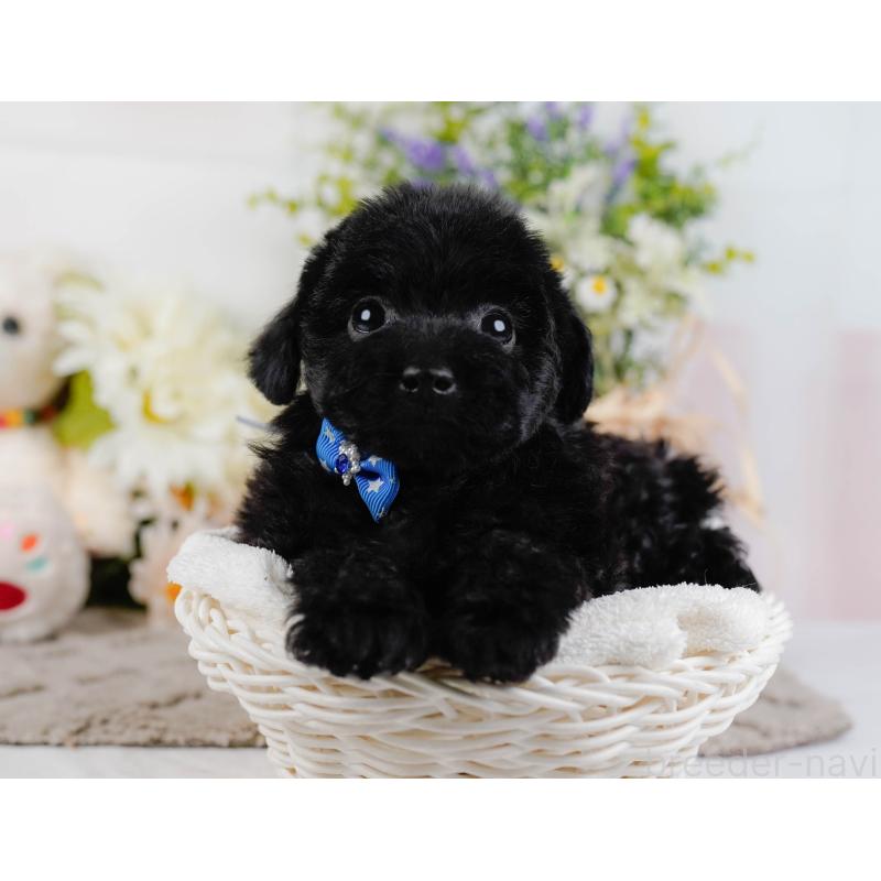 販売中の神奈川県のトイプードル-442053の7枚目