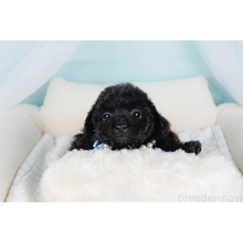 販売中の神奈川県のトイプードル-442053の6枚目