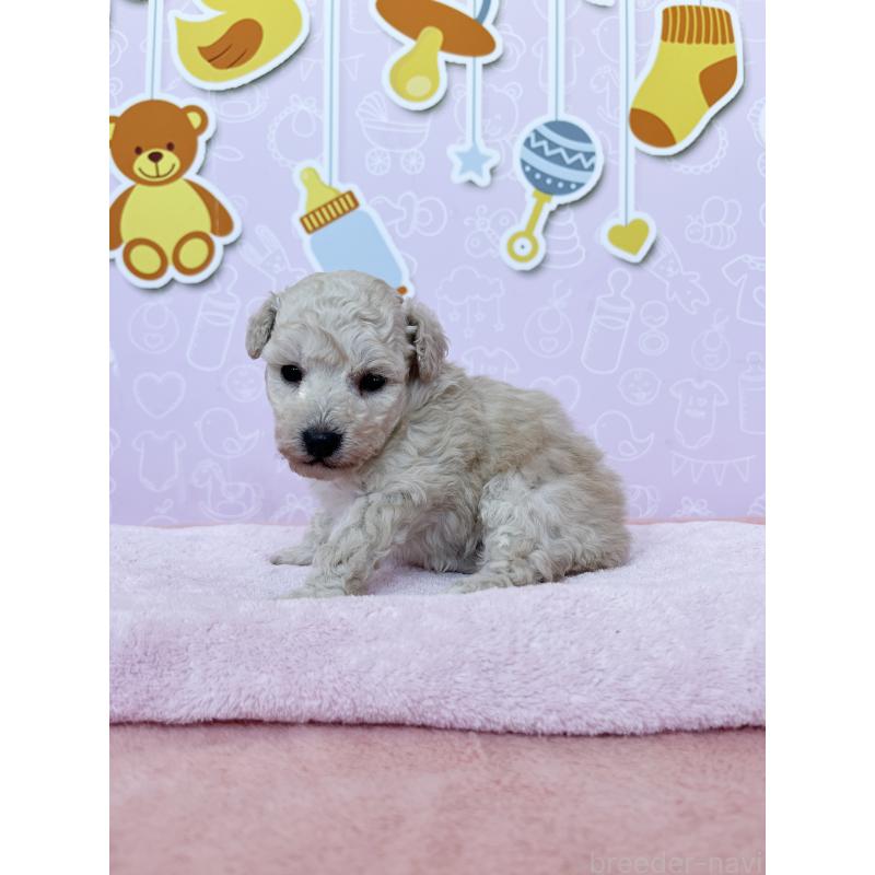 販売中の東京都のトイプードル-442070の6枚目