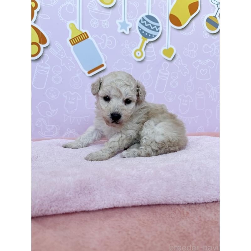 販売中の東京都のトイプードル-442070の5枚目