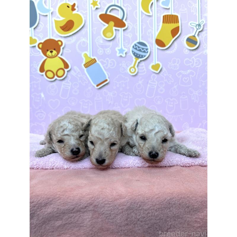 販売中の東京都のトイプードル-442070の4枚目