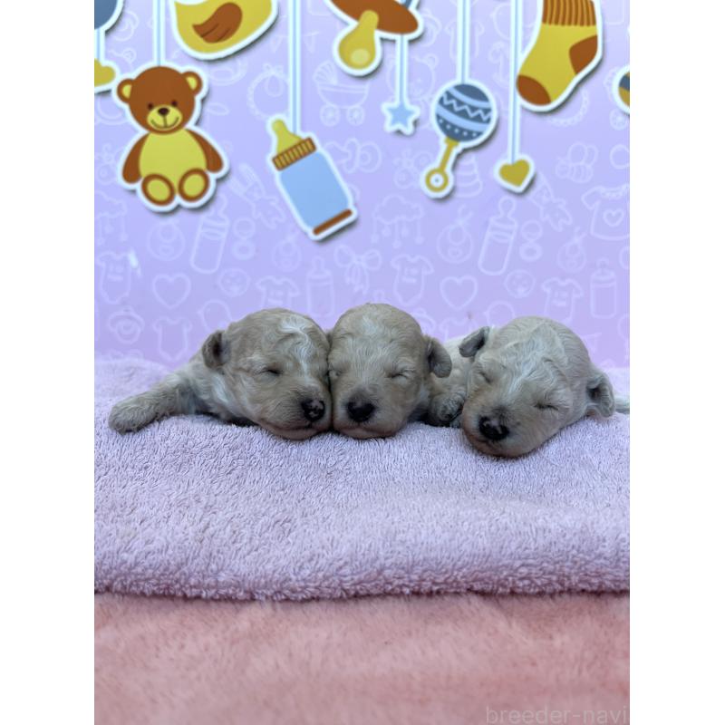 販売中の東京都のトイプードル-442070の3枚目