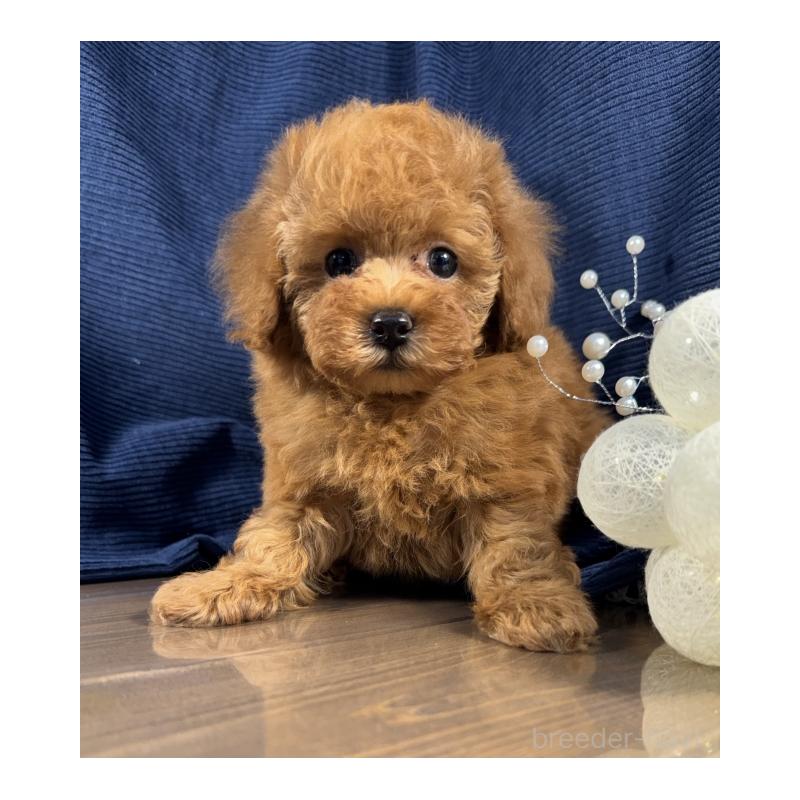 販売中の茨城県のトイプードル-442052の5枚目