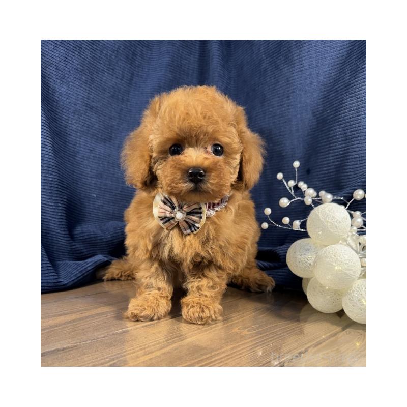 販売中の茨城県のトイプードル-442052の4枚目