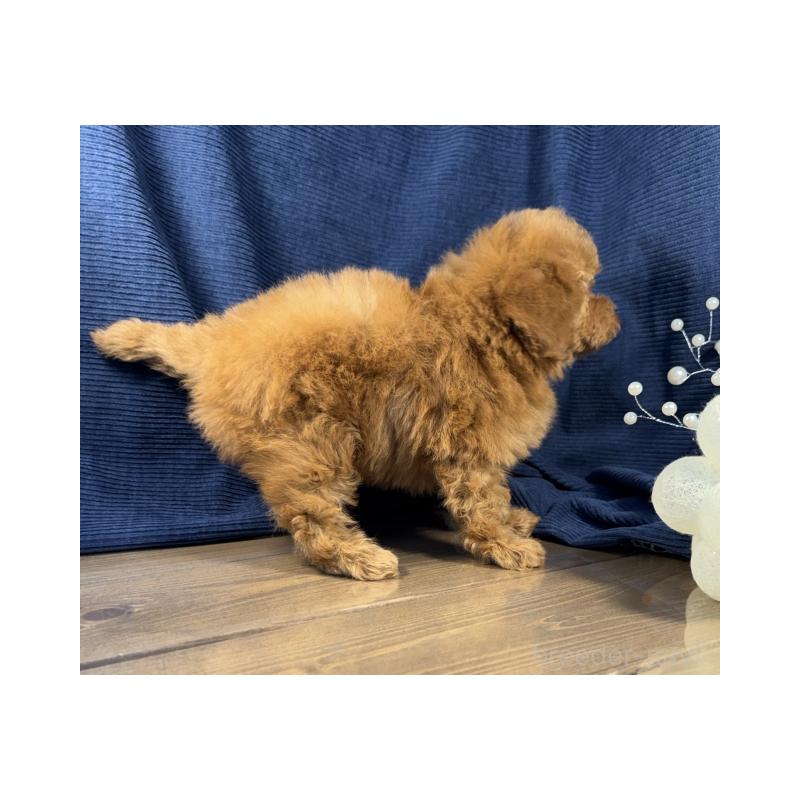 販売中の茨城県のトイプードル-442052の3枚目