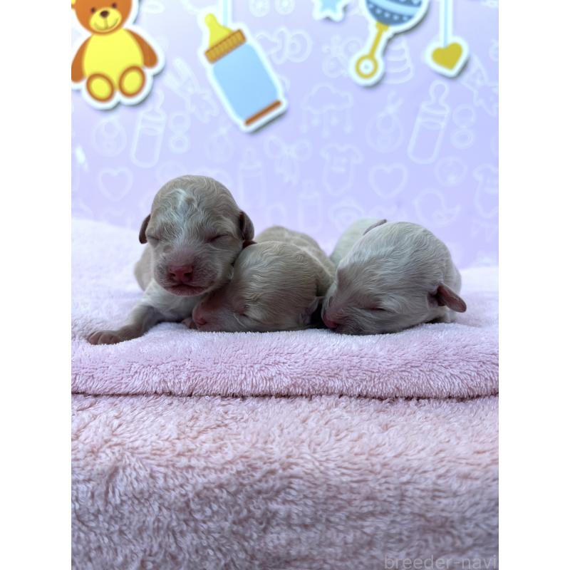 販売中の東京都のトイプードル-442070の2枚目