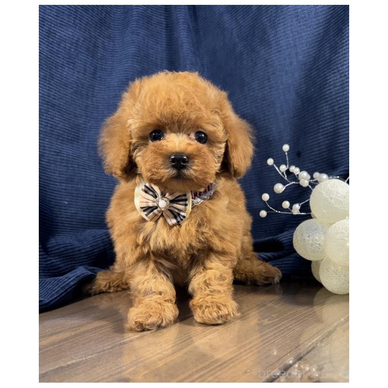 販売中の茨城県のトイプードル-442052の2枚目