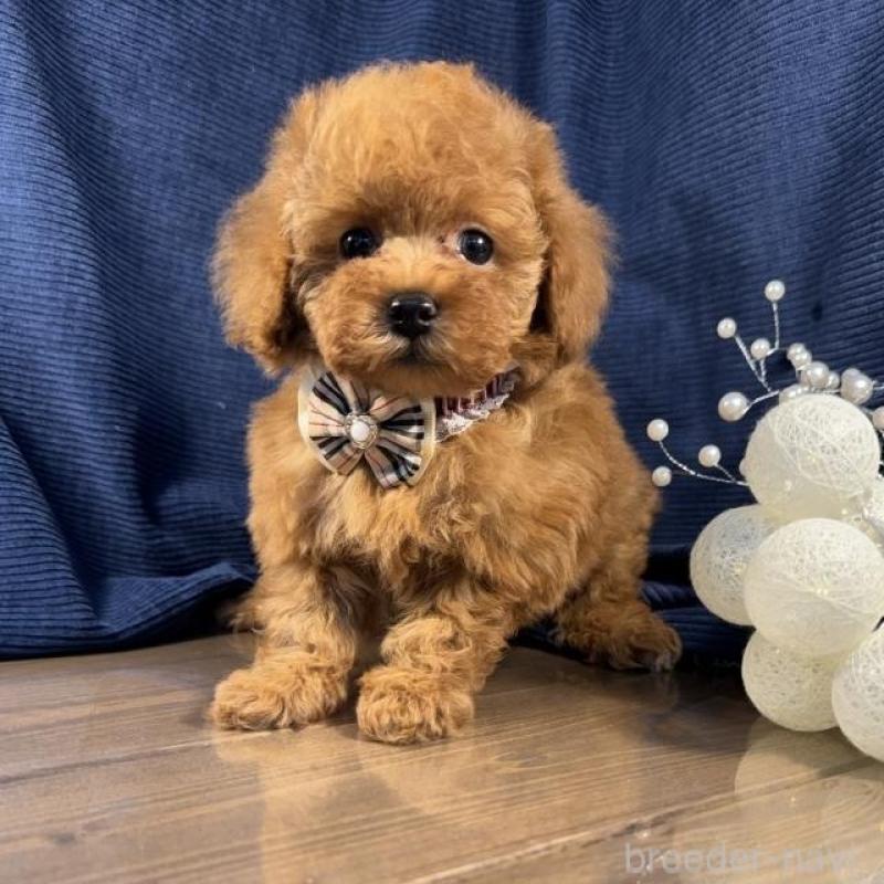 販売中の茨城県のトイプードル-442052