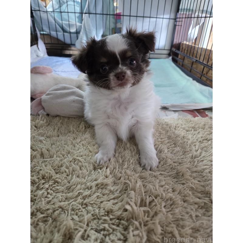 販売中の滋賀県のチワワ(ロングコート)-442055の2枚目