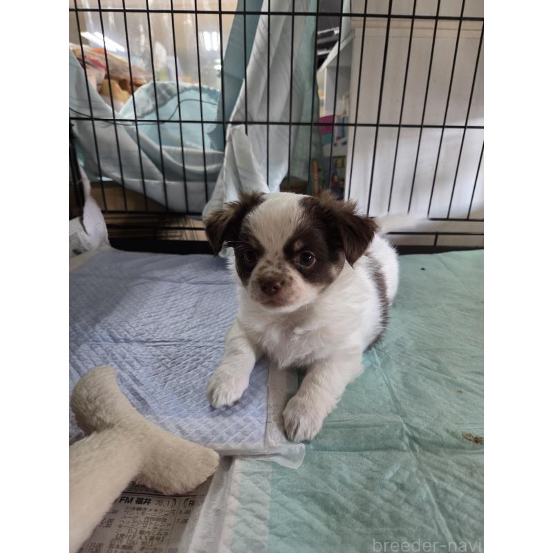 販売中の滋賀県のチワワ(ロングコート)-442057の2枚目