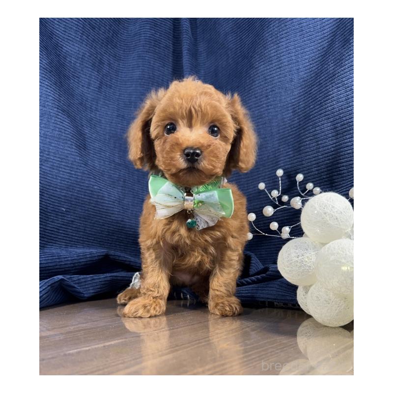 販売中の茨城県のトイプードル-442058の5枚目