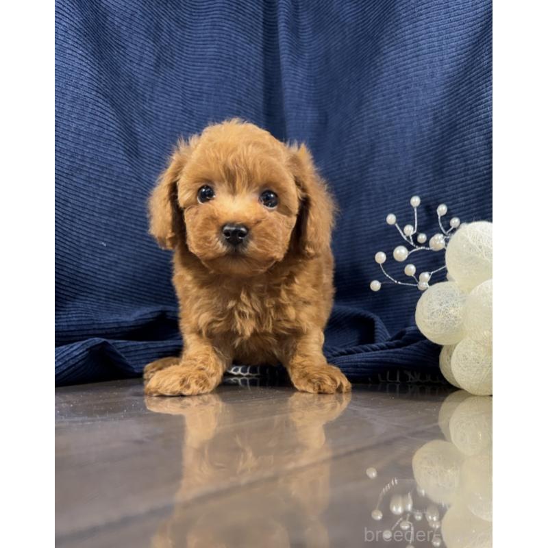 販売中の茨城県のトイプードル-442058の4枚目