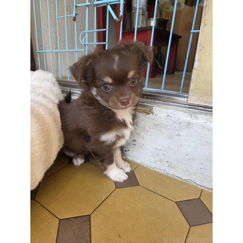 販売中の滋賀県のチワワ(ロングコート)-442060の2枚目