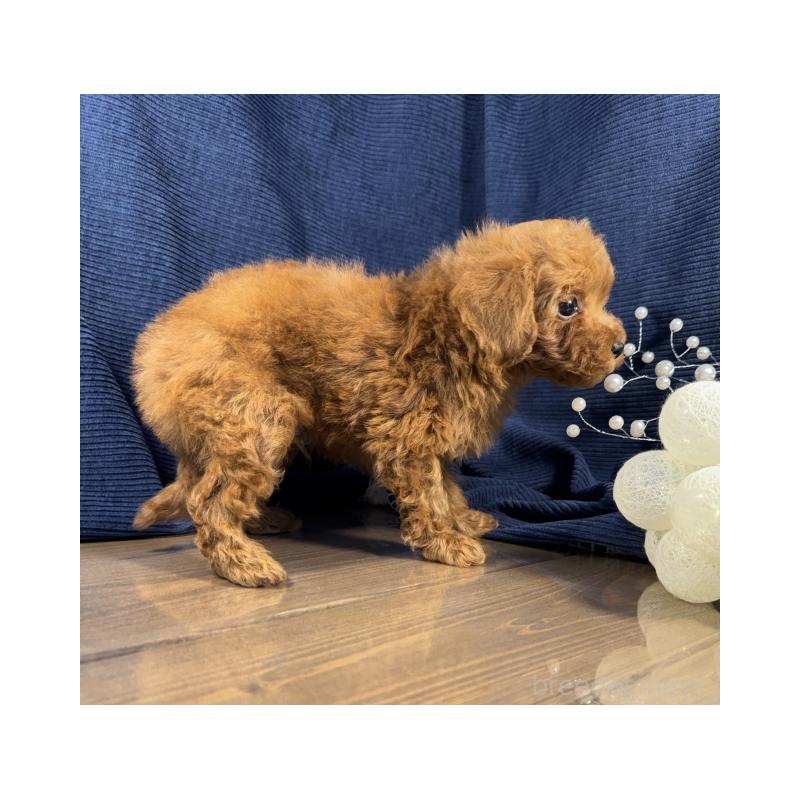 販売中の茨城県のトイプードル-442058の3枚目