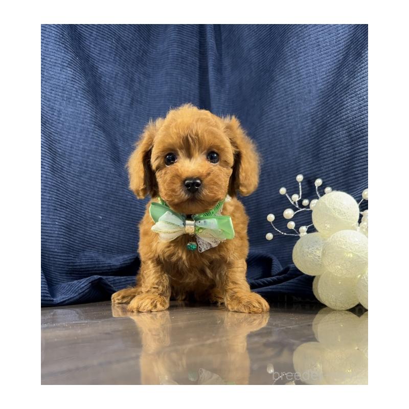 販売中の茨城県のトイプードル-442058の2枚目