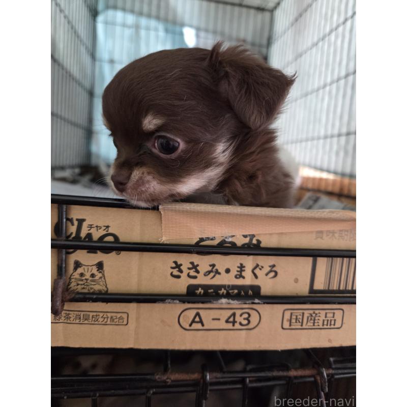 販売中の滋賀県のチワワ(ロングコート)-442061の2枚目