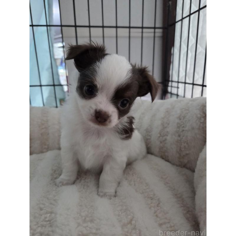 販売中の滋賀県のチワワ(ロングコート)-442063の2枚目