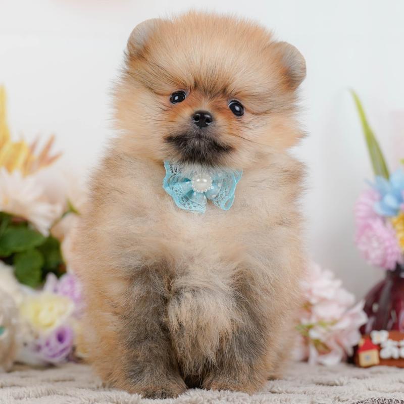 販売中の神奈川県のポメラニアン-442066