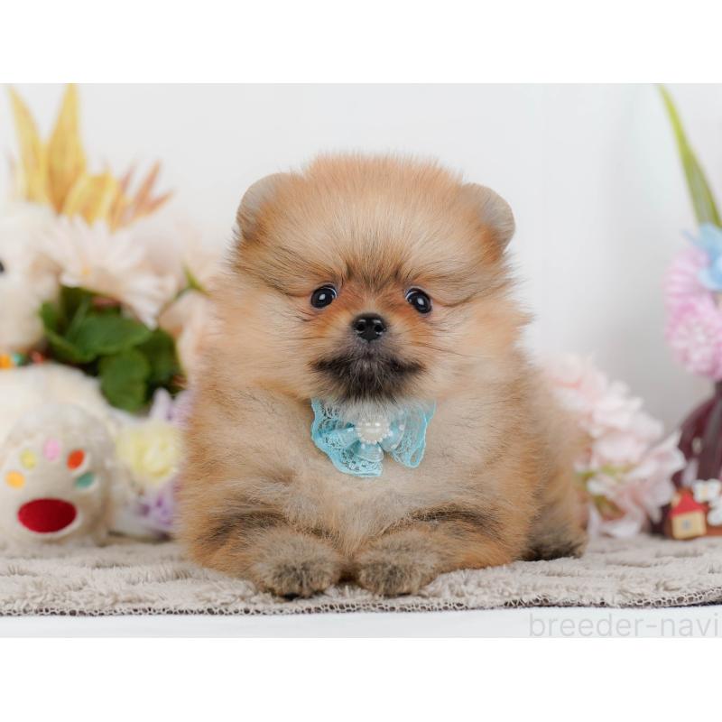 販売中の神奈川県のポメラニアン-442066の12枚目