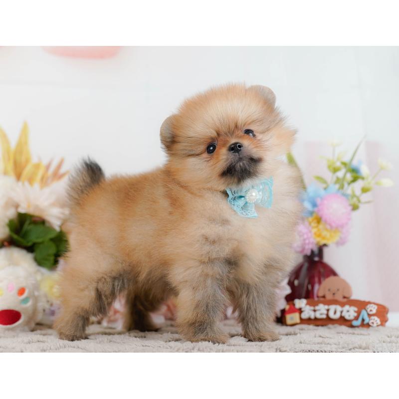 販売中の神奈川県のポメラニアン-442066の11枚目