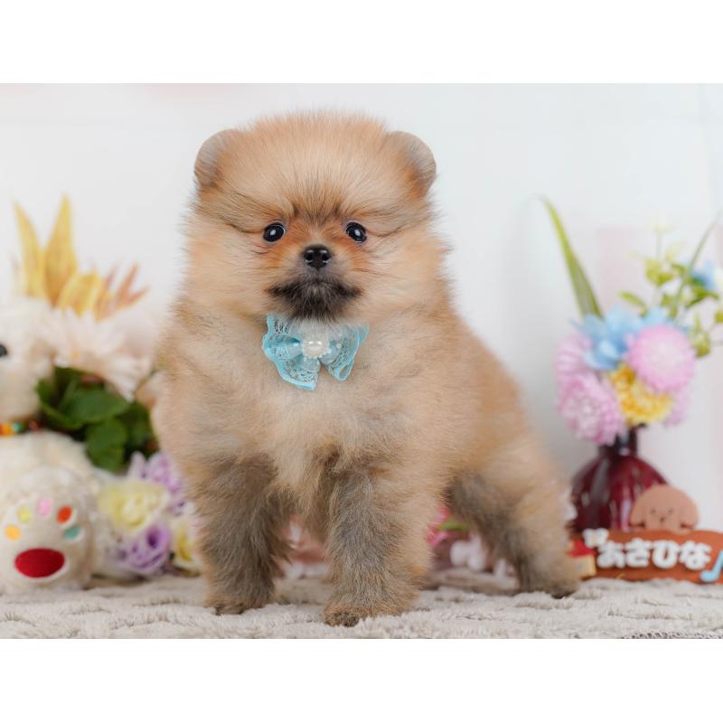 販売中の神奈川県のポメラニアン-442066の10枚目