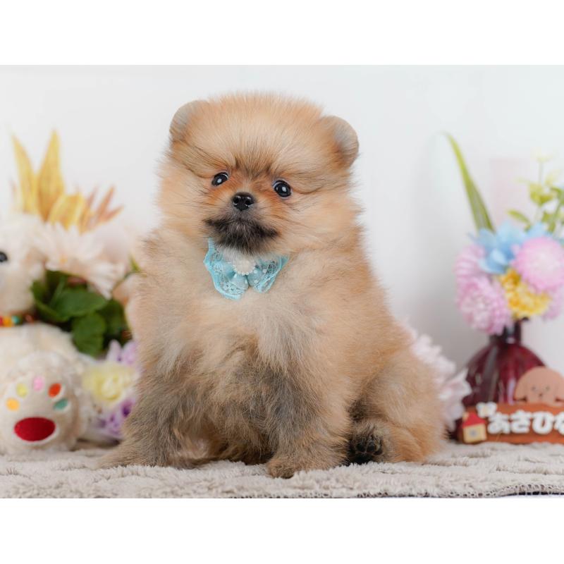 販売中の神奈川県のポメラニアン-442066の9枚目