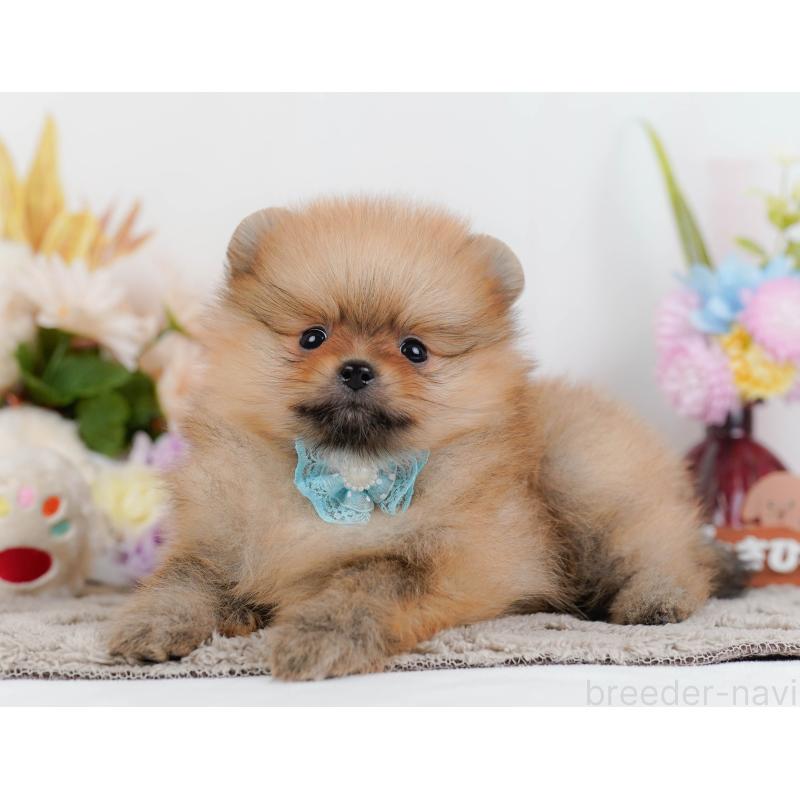 販売中の神奈川県のポメラニアン-442066の8枚目