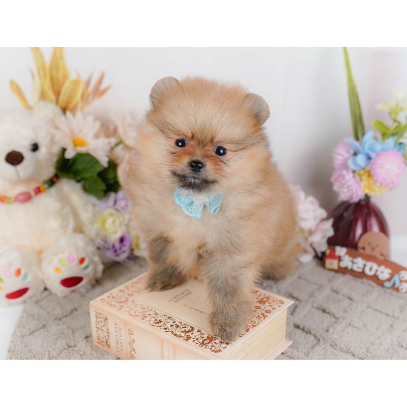 販売中の神奈川県のポメラニアン-442066の7枚目