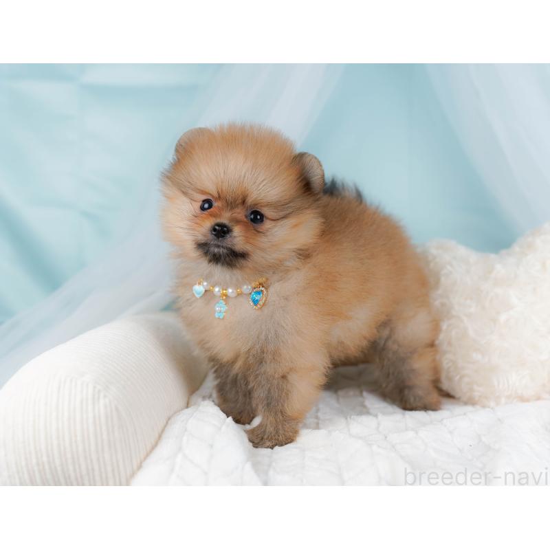 販売中の神奈川県のポメラニアン-442066の6枚目