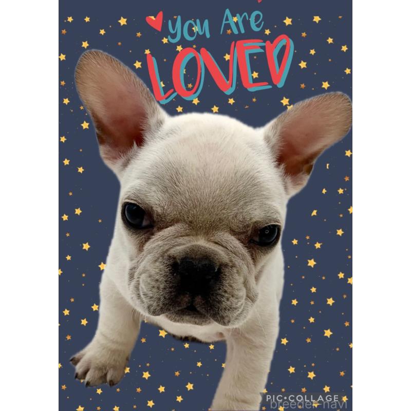 販売中の静岡県のフレンチブルドッグ-442064