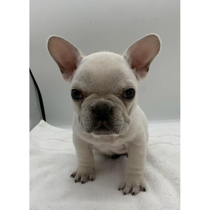 販売中の静岡県のフレンチブルドッグ-442064の4枚目