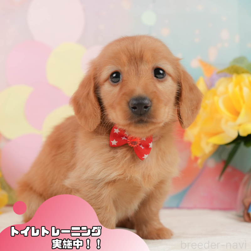 販売中の静岡県のチワックス:チワワ×ミニチュアダックスフンド-442065の1枚目