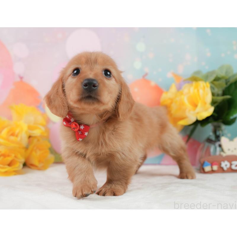 販売中の静岡県のチワックス:チワワ×ミニチュアダックスフンド-442065の9枚目