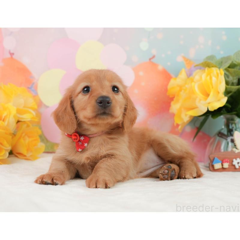 販売中の静岡県のチワックス:チワワ×ミニチュアダックスフンド-442065の8枚目