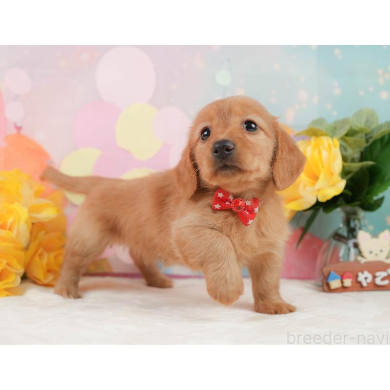 販売中の静岡県のチワックス:チワワ×ミニチュアダックスフンド-442065の7枚目