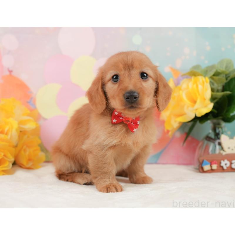 販売中の静岡県のチワックス:チワワ×ミニチュアダックスフンド-442065の6枚目