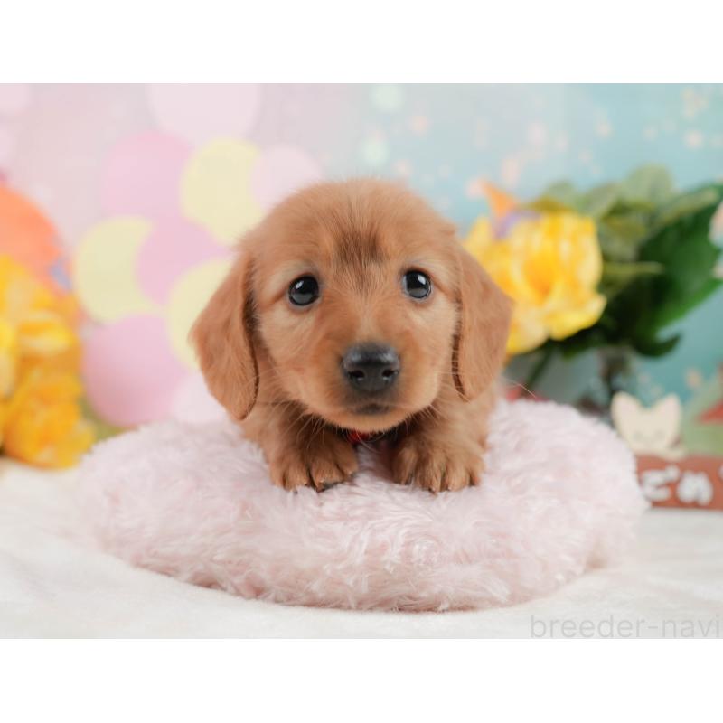 販売中の静岡県のチワックス:チワワ×ミニチュアダックスフンド-442065の5枚目