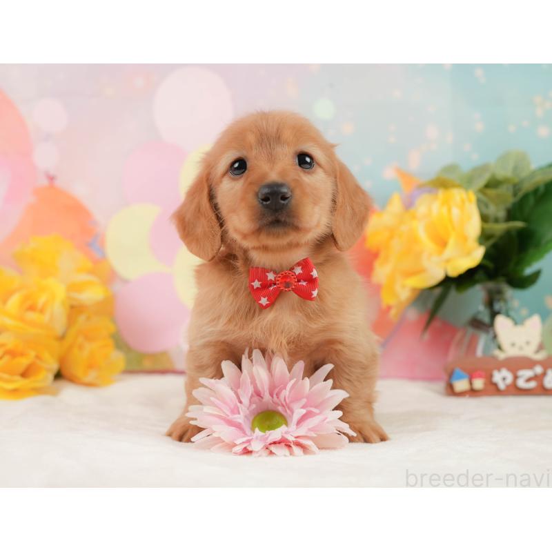 販売中の静岡県のチワックス:チワワ×ミニチュアダックスフンド-442065の3枚目