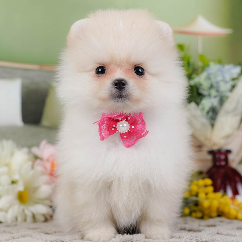 販売中の神奈川県のポメラニアン-442069の1枚目