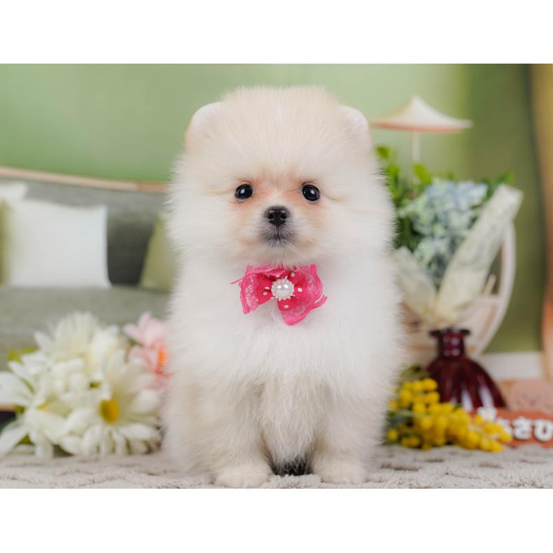 販売中の神奈川県のポメラニアン-442069の13枚目