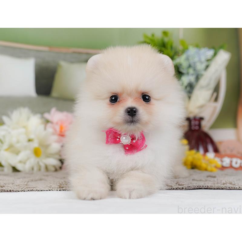 販売中の神奈川県のポメラニアン-442069の12枚目