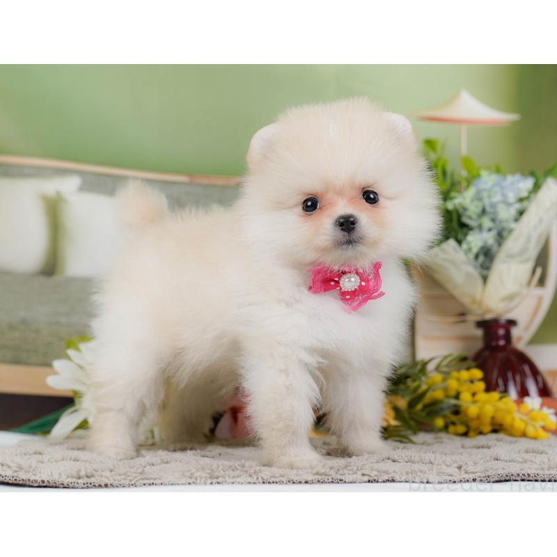 販売中の神奈川県のポメラニアン-442069の11枚目