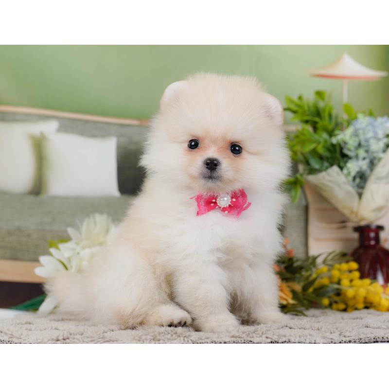 販売中の神奈川県のポメラニアン-442069の10枚目