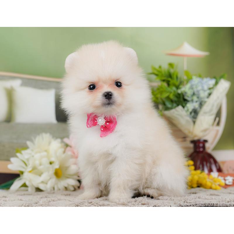 販売中の神奈川県のポメラニアン-442069の9枚目