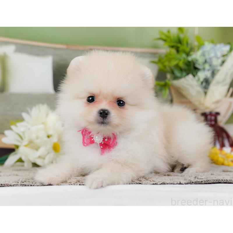 販売中の神奈川県のポメラニアン-442069の8枚目