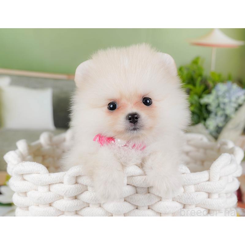 販売中の神奈川県のポメラニアン-442069の7枚目